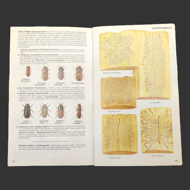 EUROOPAN HYÖNTEISOPAS