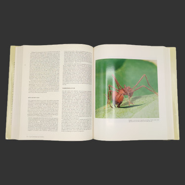 THE ANTS