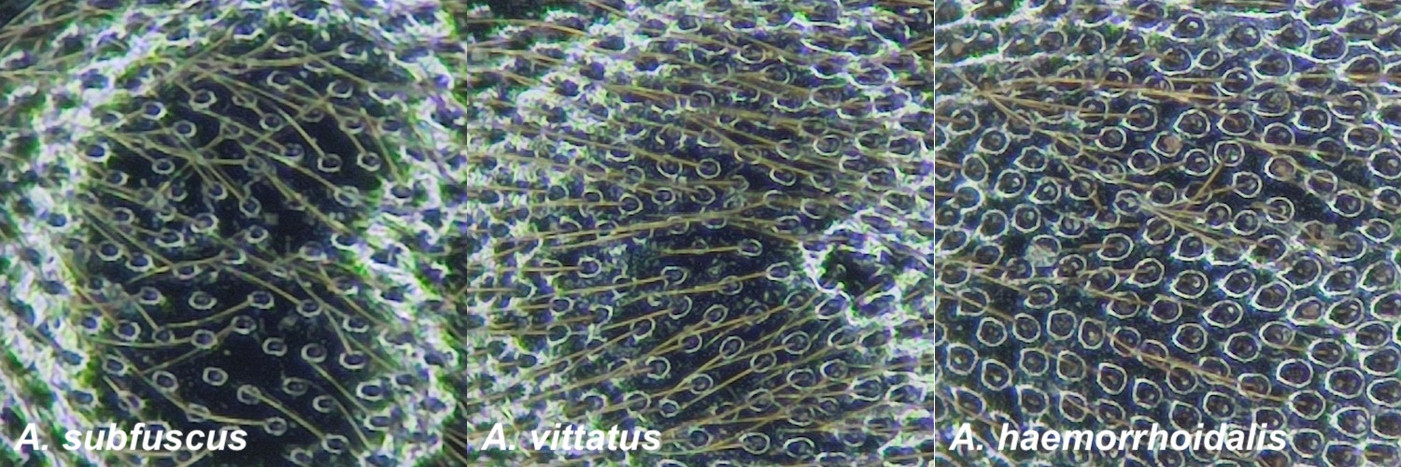 Athous-seppien etuselän pisteytys