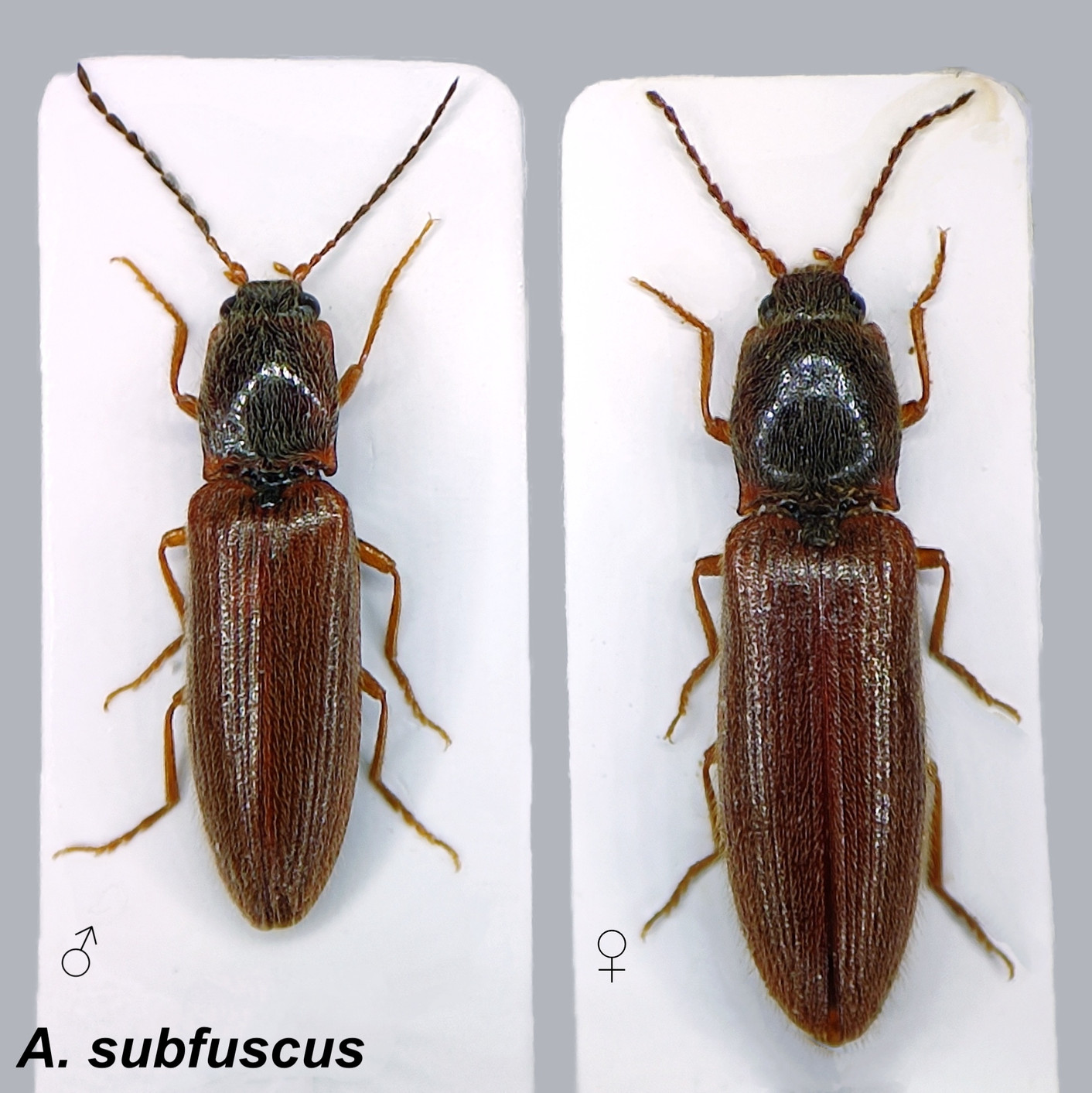 Puikkosepän (Athous subfuscus) erot sukupuolten välillä