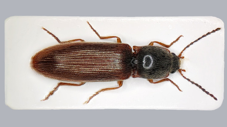 Athous-suvun sepät (Coleoptera: Elateridae)
