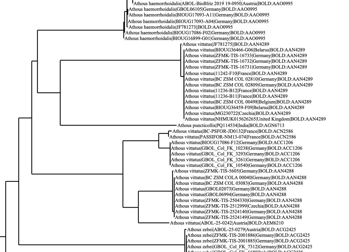 Ote lehtosepän (Athous vittatus) DNA-puusta
