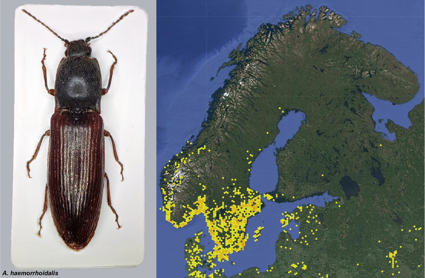 Lounaseppä (Athous haemorrhoidalis)