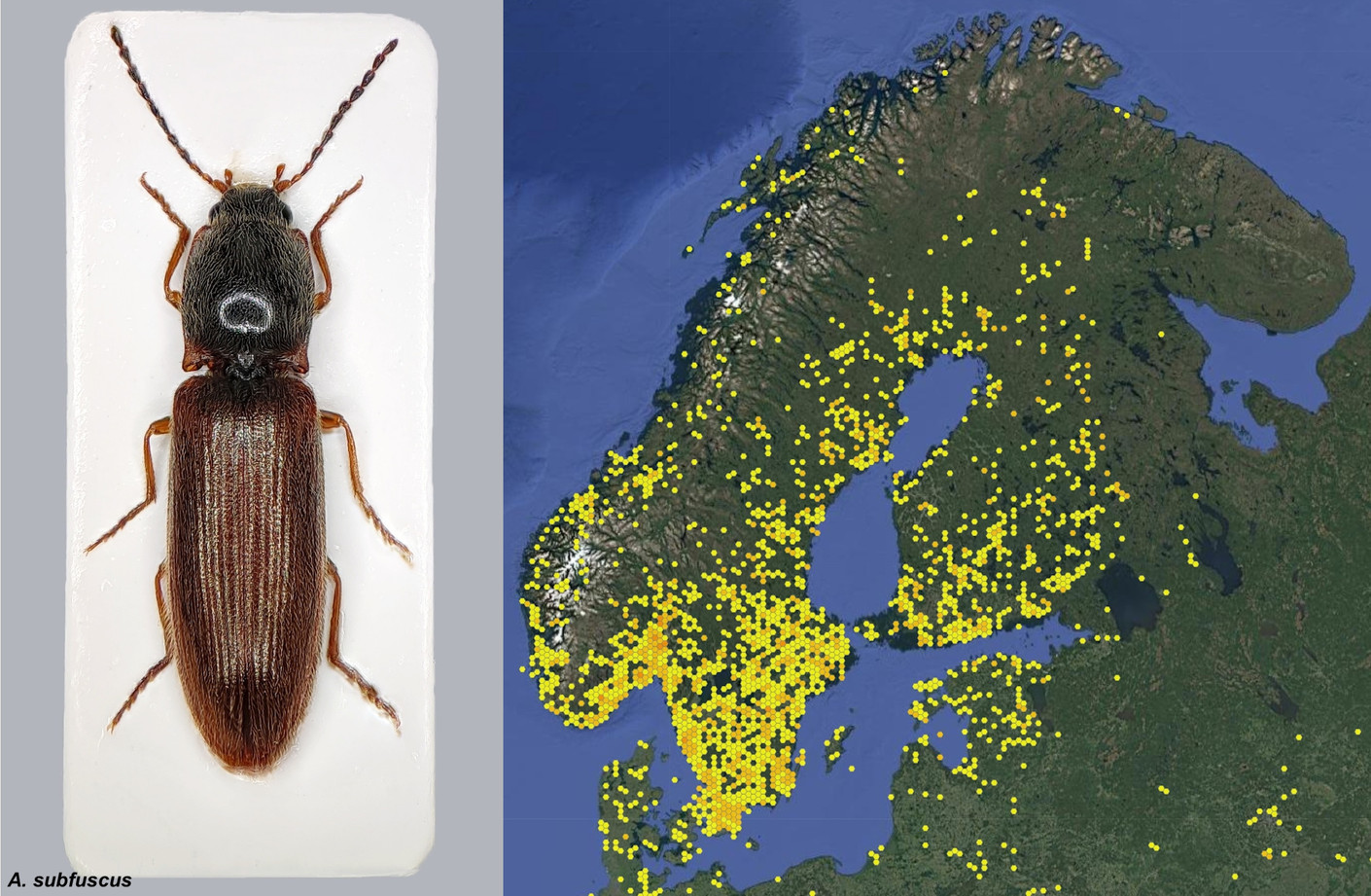 Puikkoseppä (Athous subfuscus)
