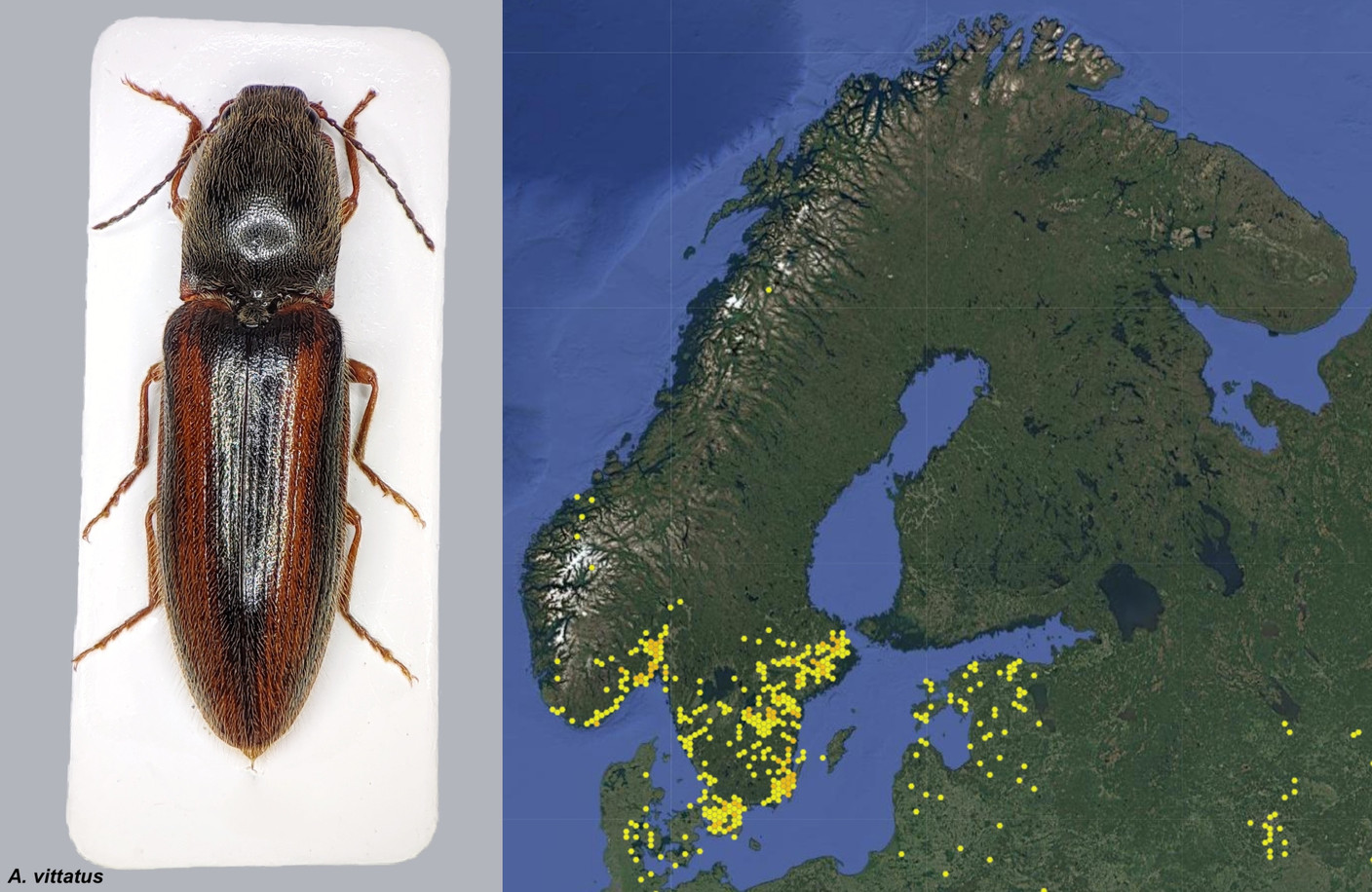 Lehtoseppä (Athous vittatus)
