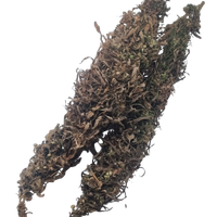 Öljyhampun siemenkukintoja (Finola)