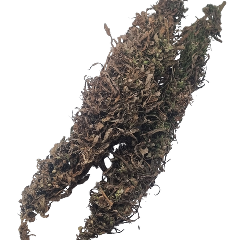 Öljyhampun siemenkukintoja (Finola)