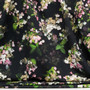 Japaninhortensia joustocollege, musta