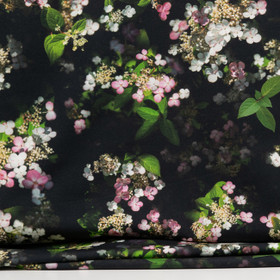 Japaninhortensia joustocollege, musta