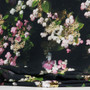 Japaninhortensia tencel, musta