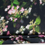 Japaninhortensia tencel, musta