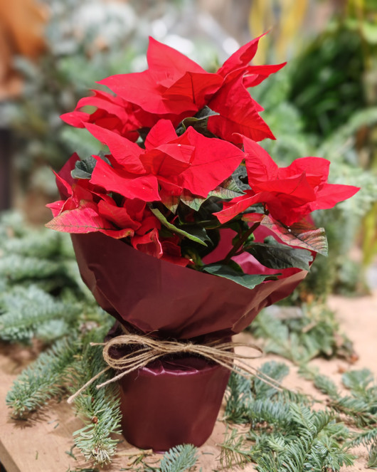 Joulukukka Vanhukselle