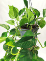 Golden pothos