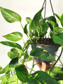 Golden pothos