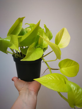 Golden pothos Neon hanging pot