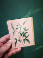 Card Branch