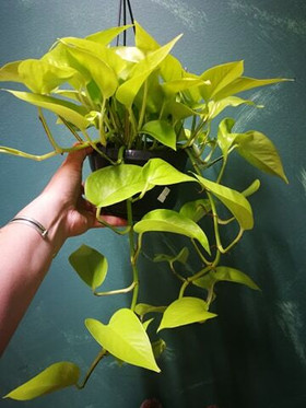 Golden pothos Neon hanging pot