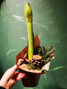 Amaryllis Punainen, ruukussa