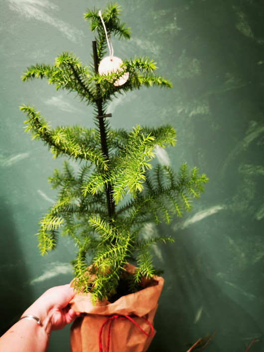 Huonekuusi Jouluinen