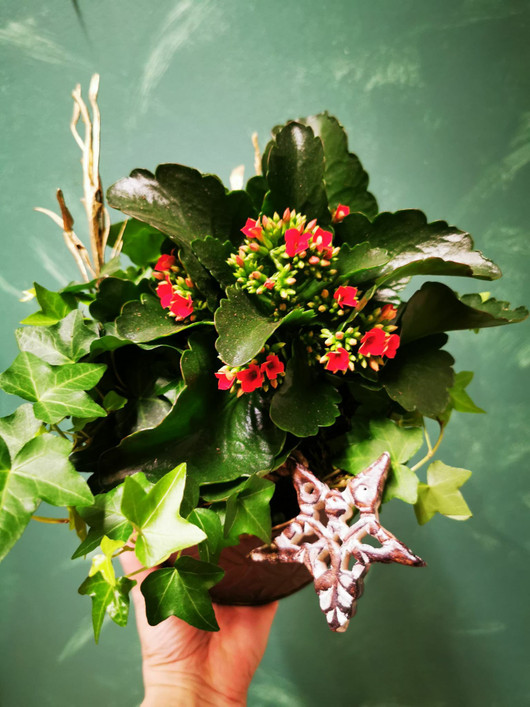 Jouluasetelma Tulilatva