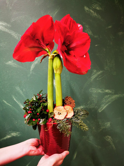 Jouluasetelma punainen Amaryllis