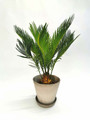 Sago cycad