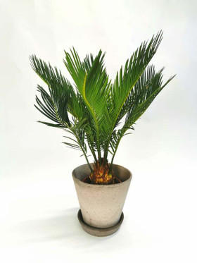 Sago cycad