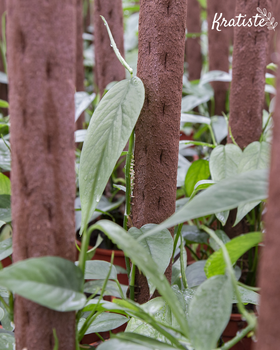 Support plank Kratiste 50cm