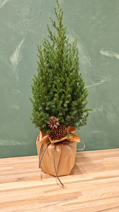 Joulukukka Vanhukselle