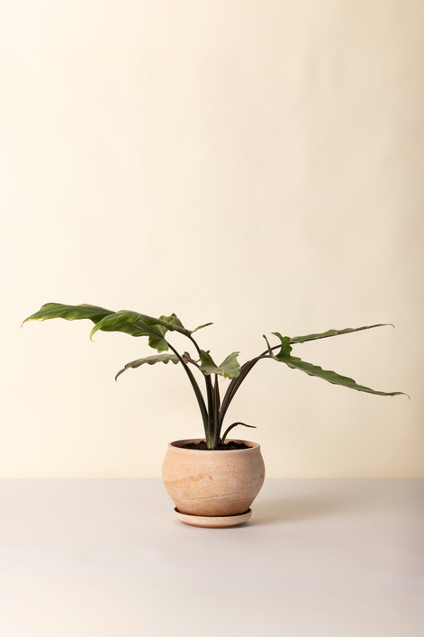 Delphi clay pot 24cm