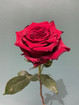 Rose Red (single packed)