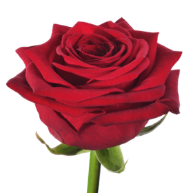 Ruusu yksittäin pakattu