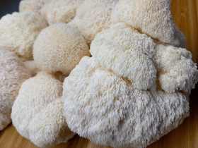 Fresh Lion's Mane Mushroom