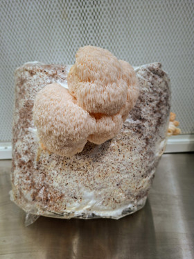 Spent substrate bag (Lion's mane) BIG