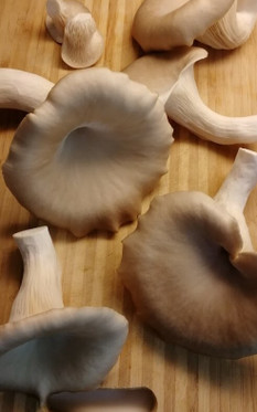 Fresh Oyster Mushroom
