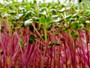 Radish Microgreens