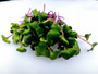 Radish Microgreens