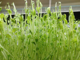 Pea Shoots