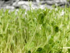 Pea Shoots