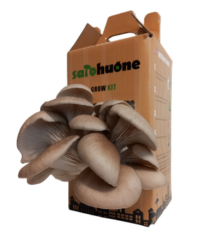 *JOULULAHJA* Grow Kit (itiötön osterivinokas)