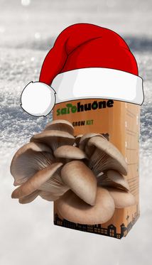 *JOULULAHJA* Grow Kit (itiötön osterivinokas)