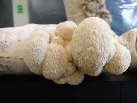 Ilmainen käytetty kasvualustasäkki (Siiliorakas)