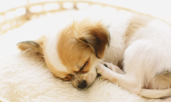 Pennun yksinolokoulutus