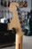Fender Stratocaster 1973 Olympic White + kova laukku (käytetty)