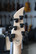 Ormsby TX GTR Exotic 6 EU Sky Fall Multiscale + case (käytetty)